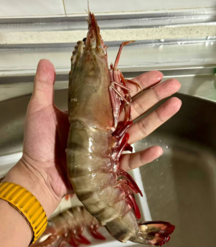 Colossal Black Tiger Prawns photo review
