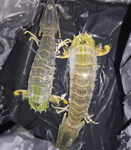 Click to view full screen jumbo Mantis Shrimp Live Seafood Shipped with Oxygen Packs photo review