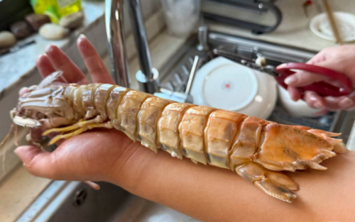 Click to view full screen jumbo Mantis Shrimp Live Seafood Shipped with Oxygen Packs photo review